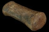 Hadrosaur (Duck-Billed Dinosaur) Finger Bone #82304-2